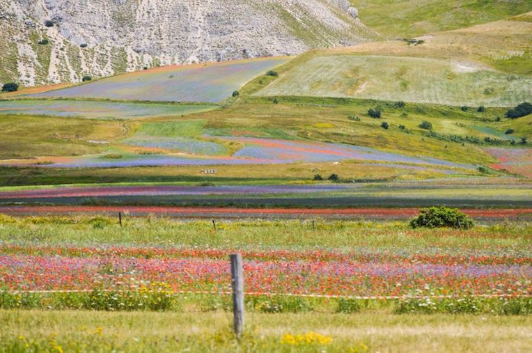 La Fioritura di Castelluccio di Norcia