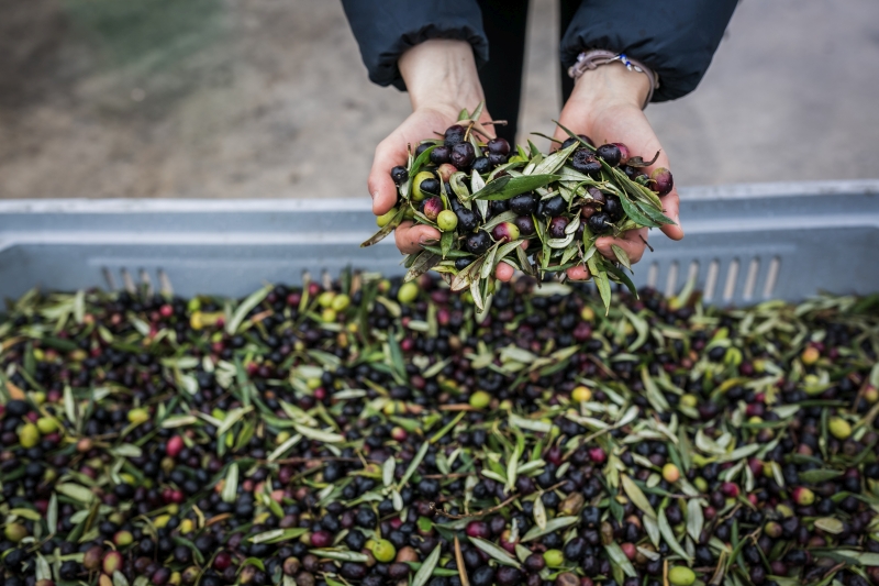 olive harvest