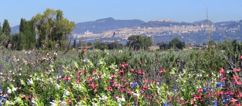 Locandina della Festa delle Salvie ad Assisi