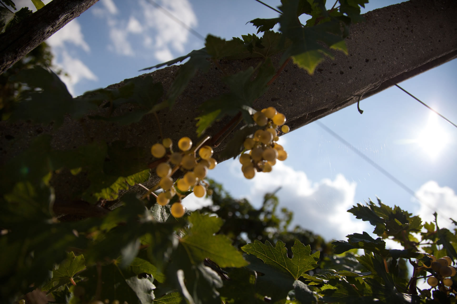 grechetto_di_todi_pic