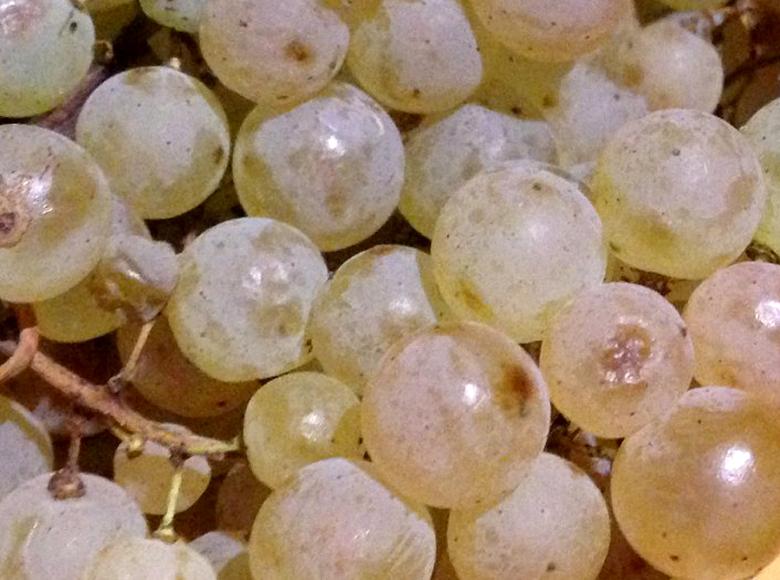 Immagine: Malvasia bianca lunga 