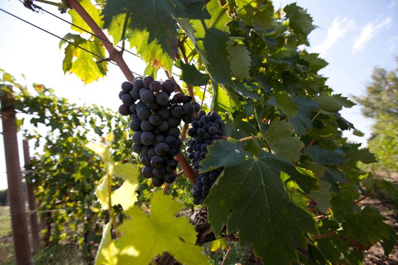 Immagine: DOC Weine und DOCG Montefalco - Sagrantino 