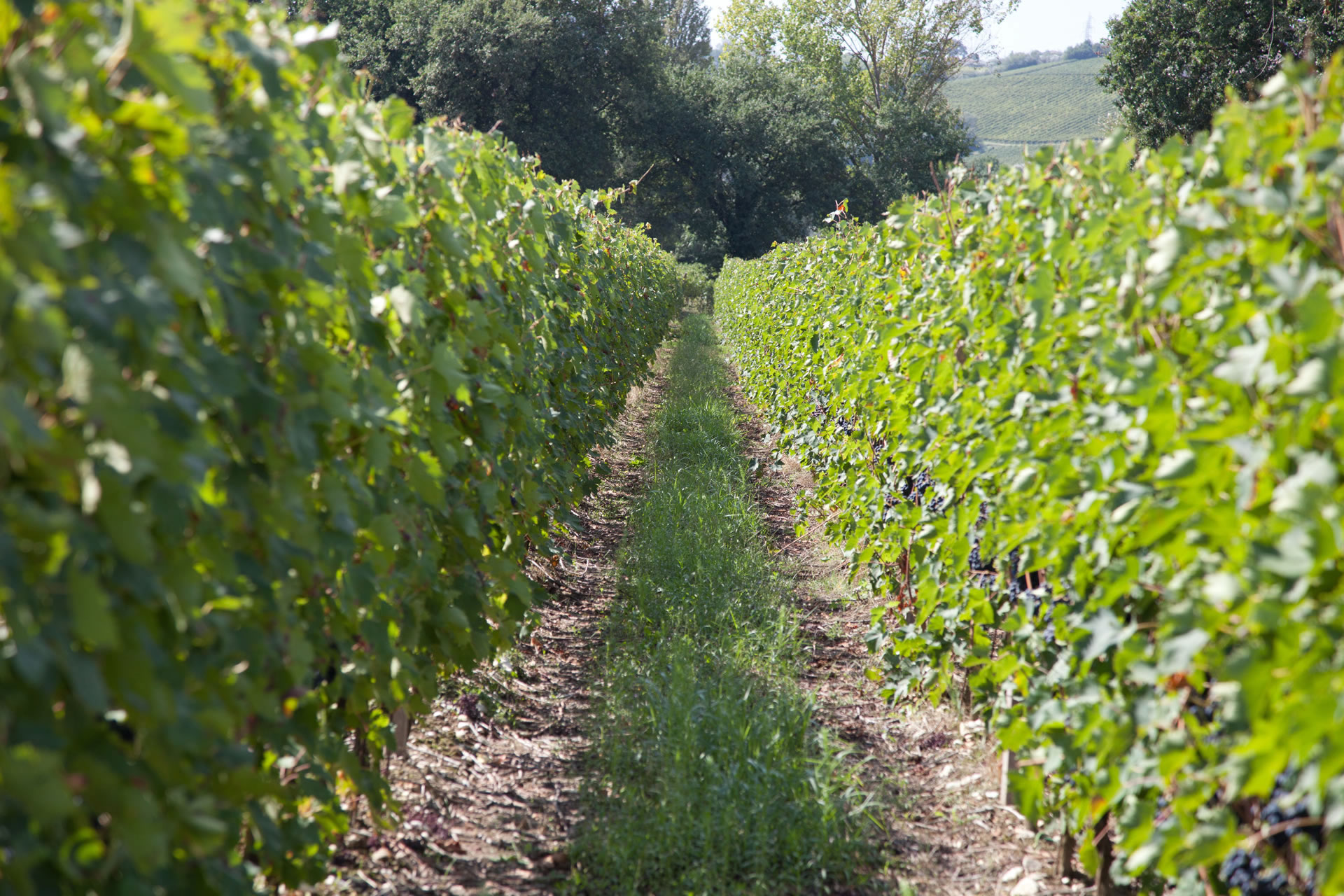 Vini Doc Colli Altotiberini