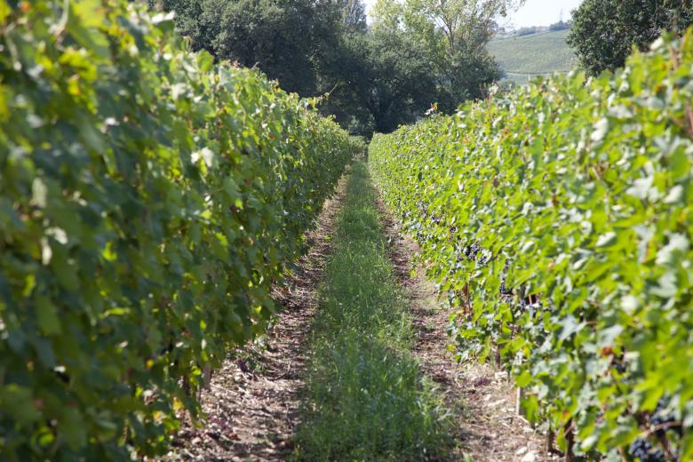 Immagine: Vini Doc Colli Altotiberini 