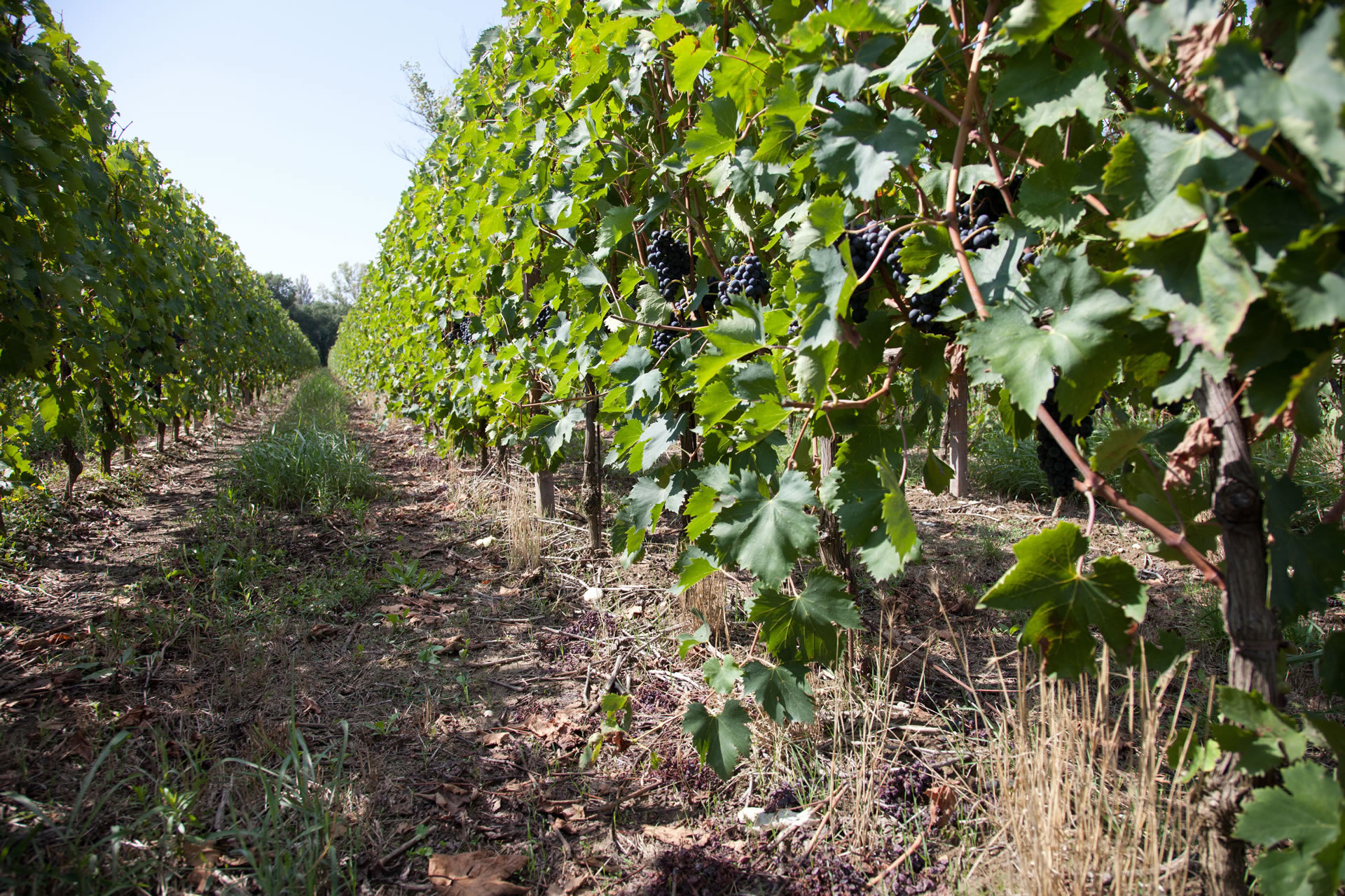 Titolo: Vini Doc Assisi
