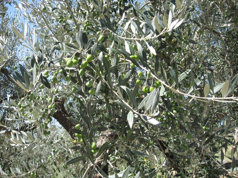 Immagine: Trevi, the 