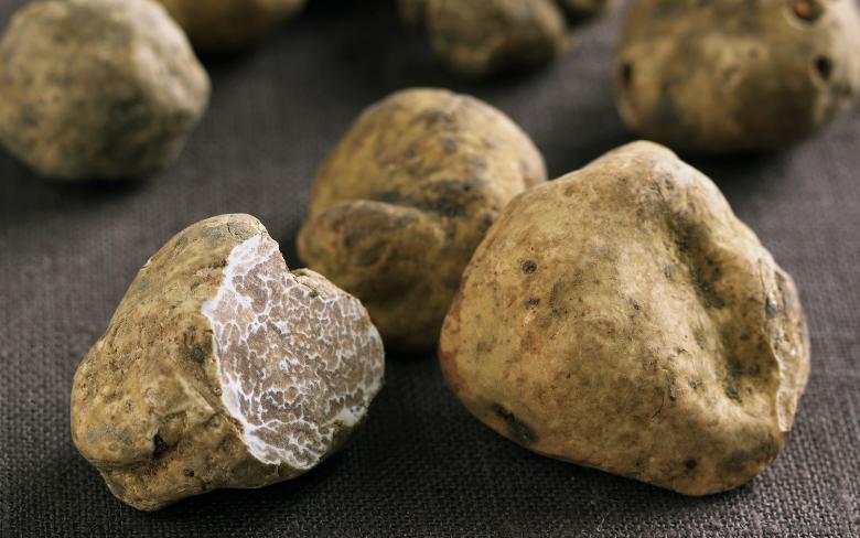 Immagine: White truffles in Umbria and their conservation