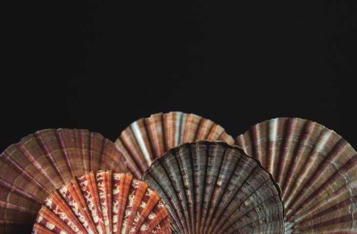 Museo Malacologico Malakos di Città di Castello