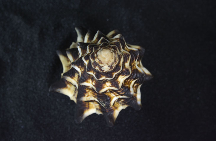 Museo Malacologico Malakos di Città di Castello