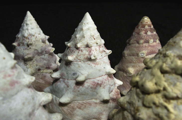 Museo Malacologico Malakos di Città di Castello