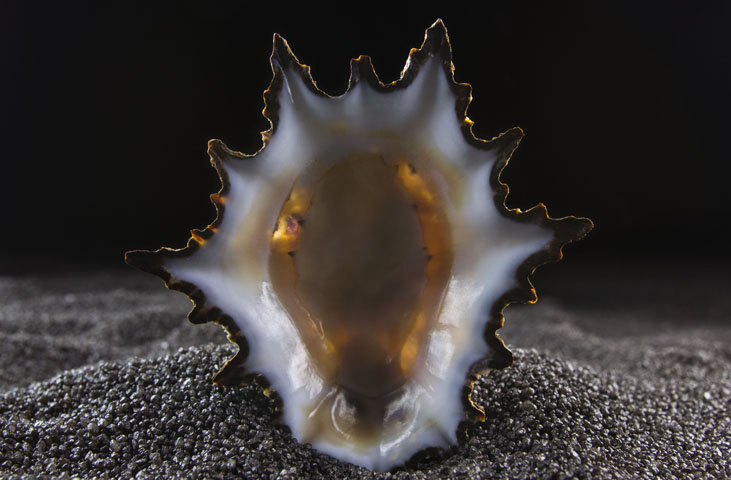 Museo Malacologico Malakos di Città di Castello