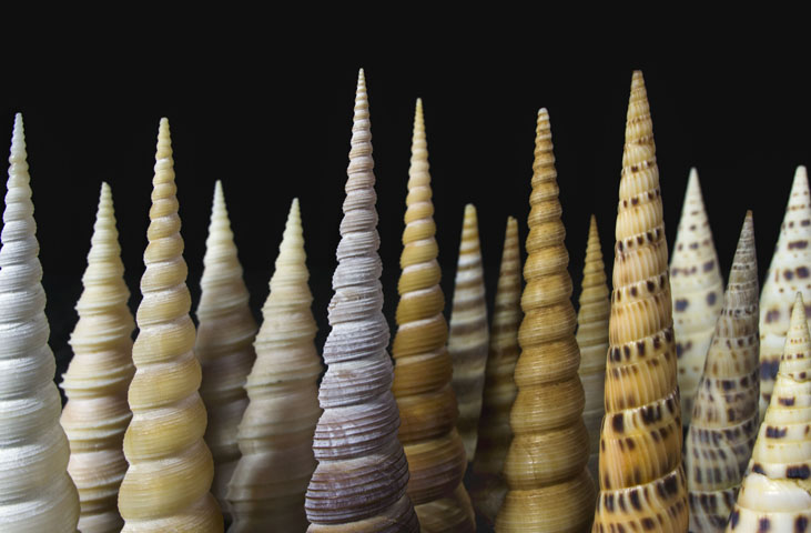 Immagine: Museo Malacologico Malakos di Città di Castello 