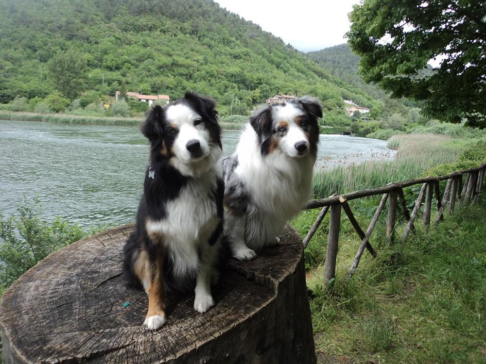 La via di Francesco insieme al vostro cane