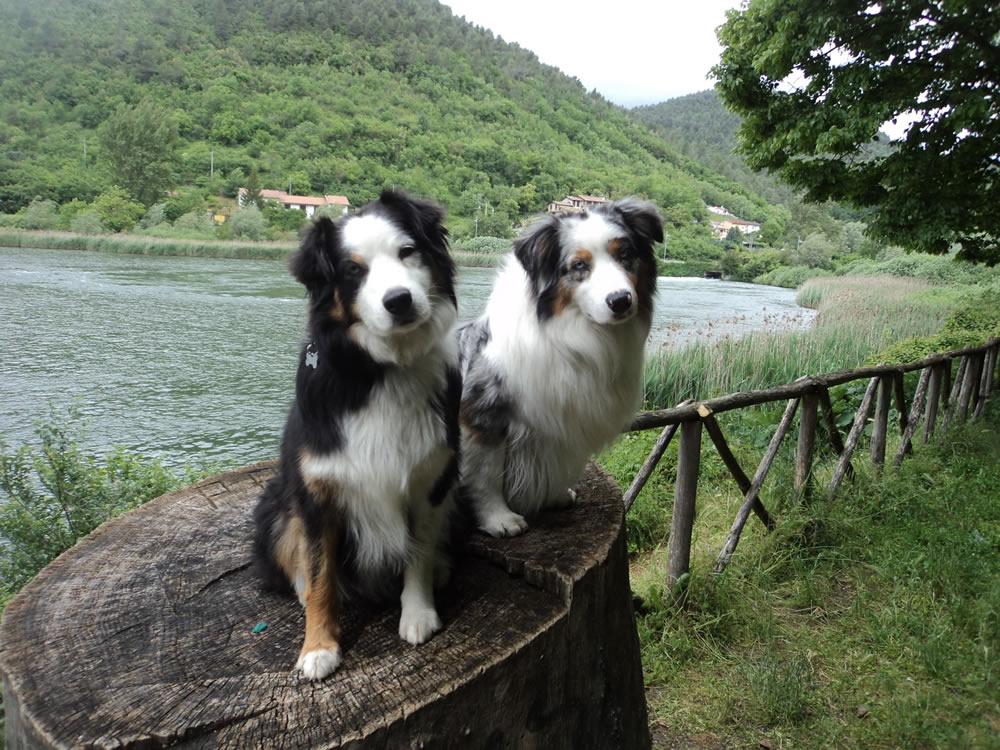 Francis' route together with your dog