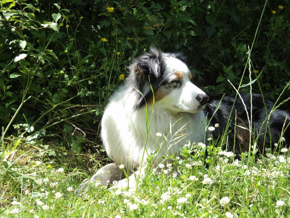 La via di Francesco insieme al vostro cane