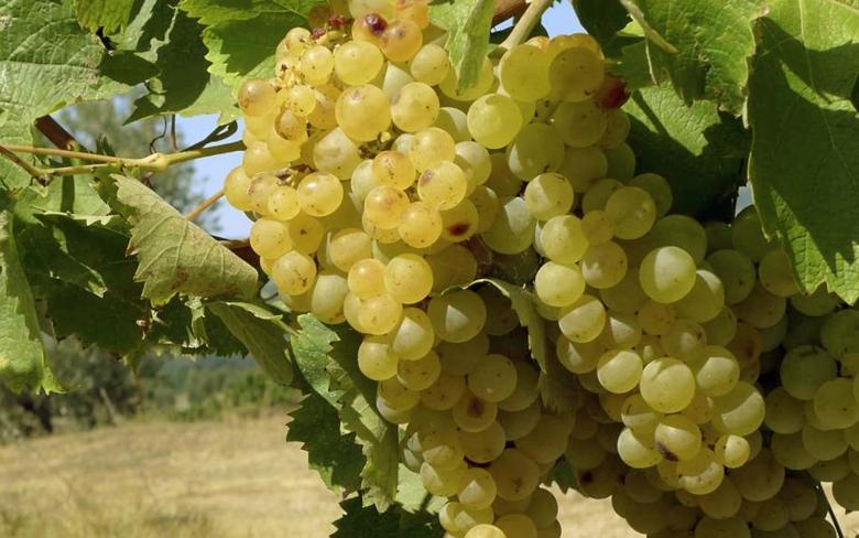 Immagine: Trebbiano Spoletino 