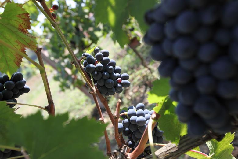 Immagine: Vini Doc Colli Perugini 