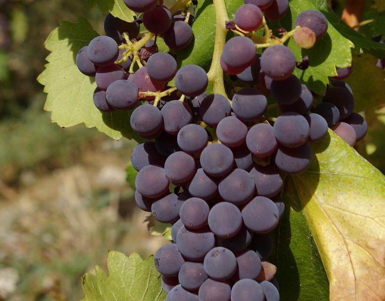 Immagine: Gamay (o Gamay del Trasimeno) 