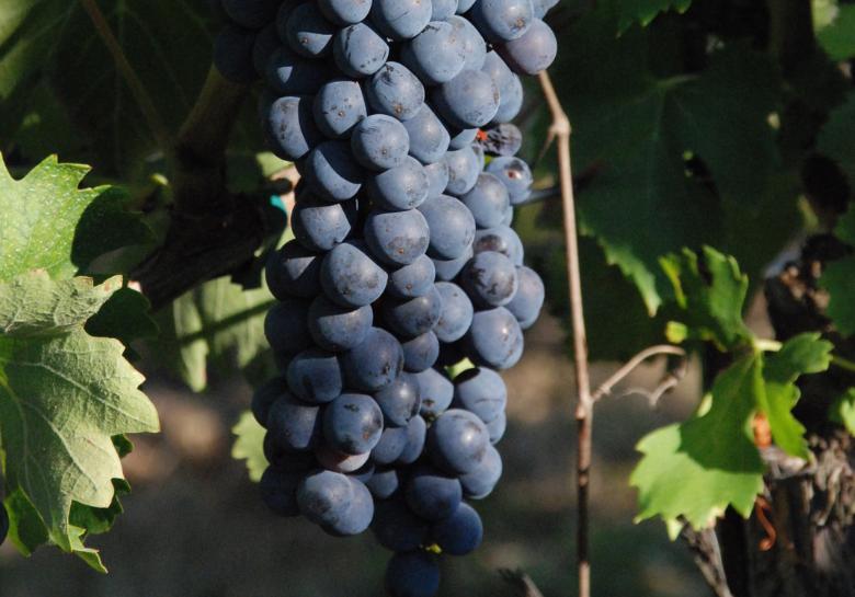 Immagine: Ciliegiolo 