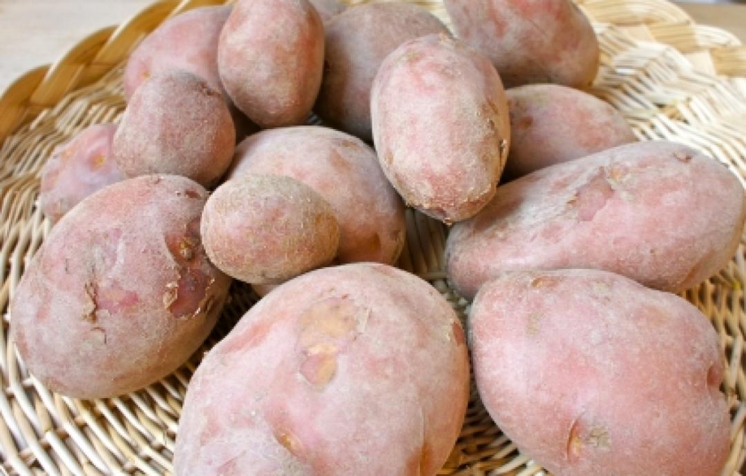 Patata rossa di Colfiorito