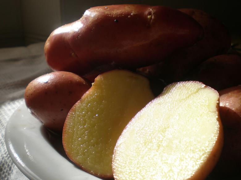 Immagine: The Colfiorito red potato 