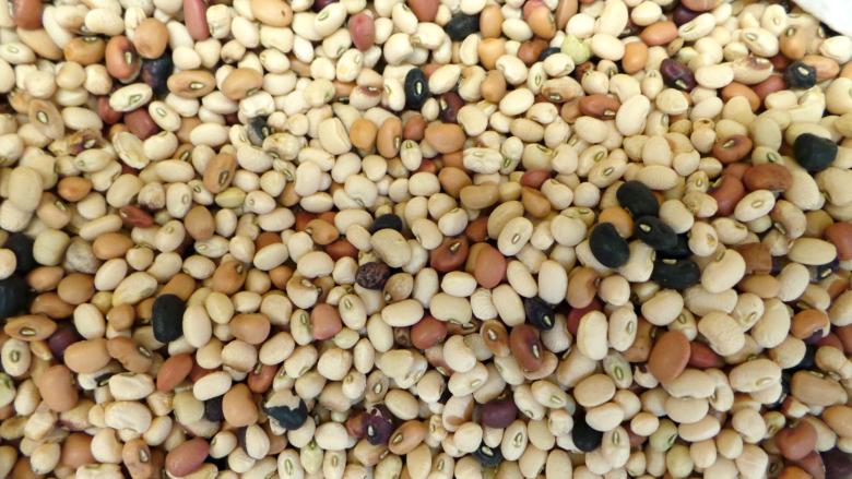 Immagine: Fagiolina del Trasimeno 