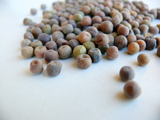 Immagine: Dried Roveja seeds, small and round, with shades of brown, green, and grey, scattered on a light surface. 
