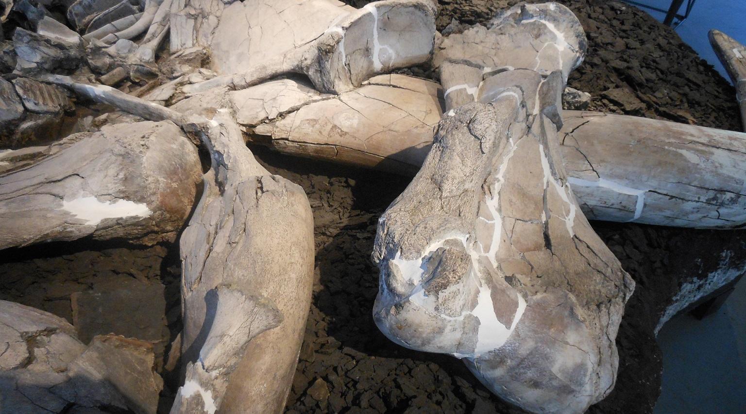 A fossil from the Quaternary lignites, part of the museum's collection.