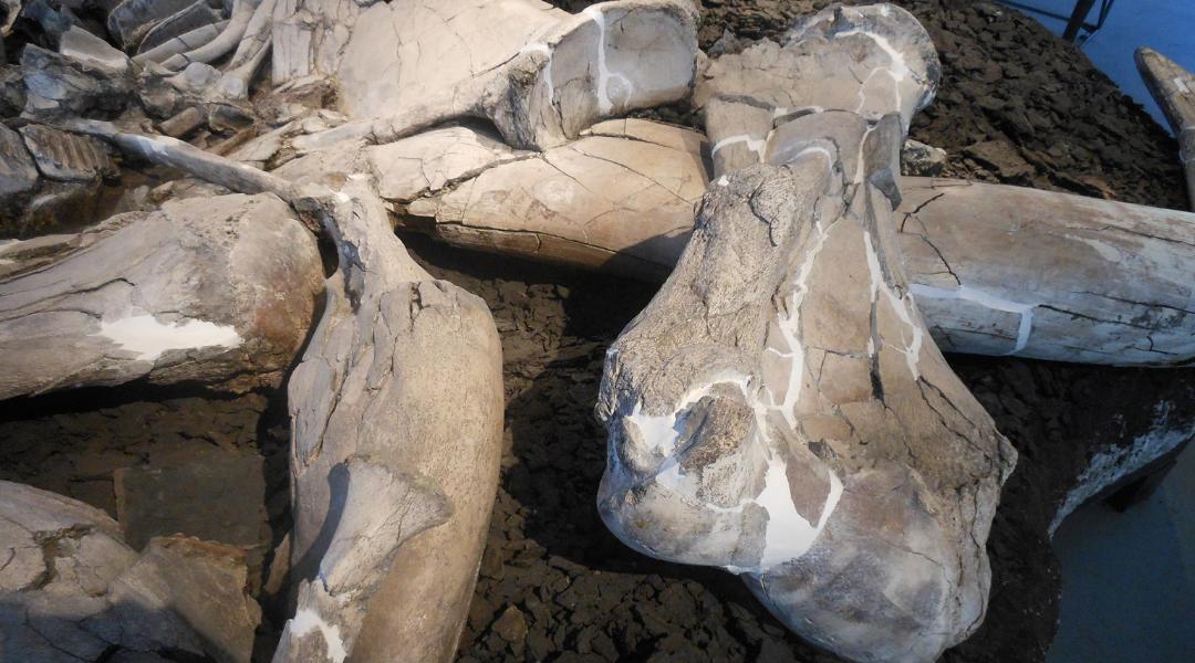 Fossile provenant des lignites quaternaires, faisant partie de la collection du musée.