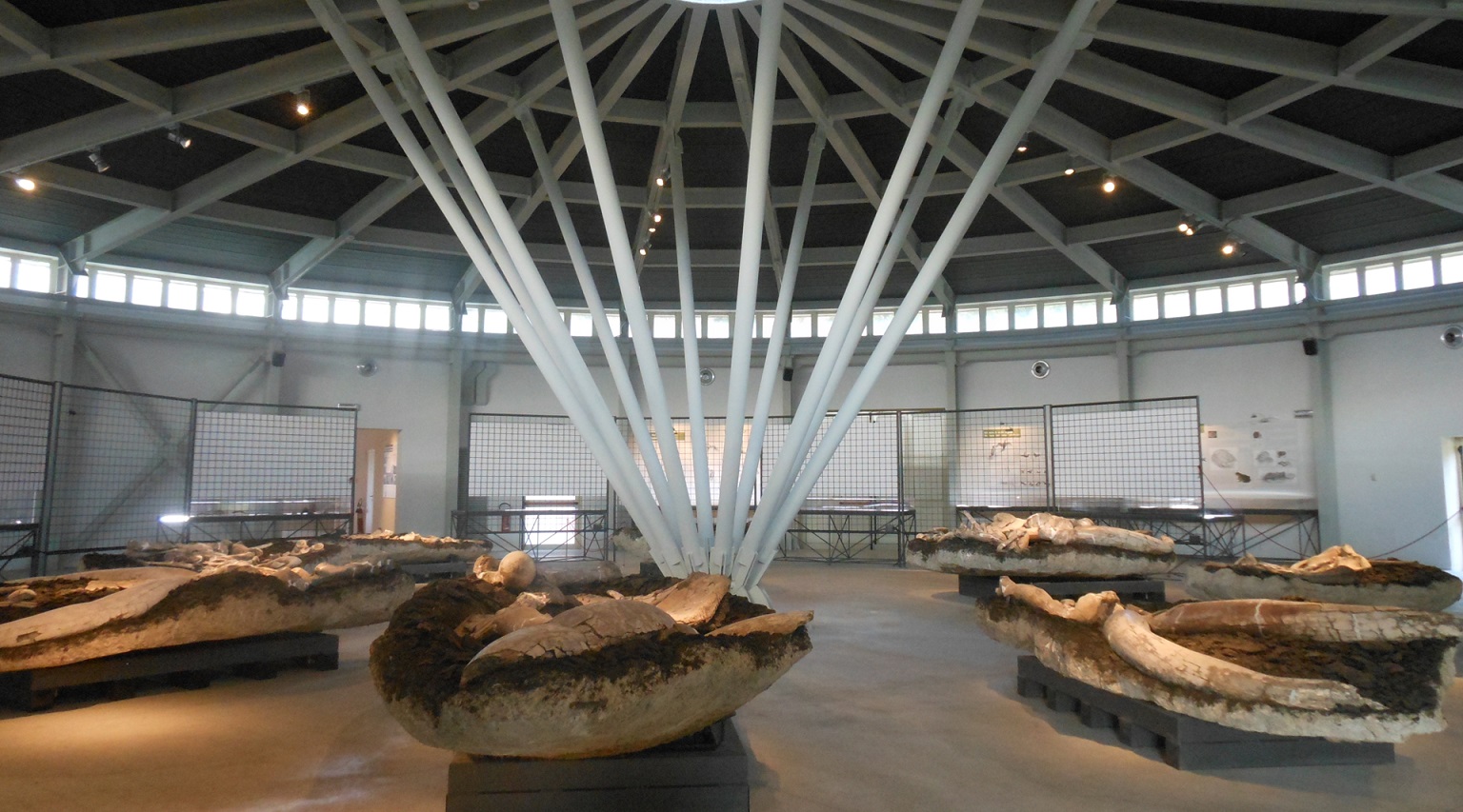 A wide view of the interior of the Pietrafitta Paleontological Museum, where numerous fossil remains are displayed throughout the pavilion.
