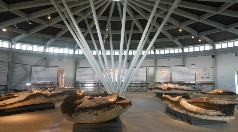  A wide view of the interior of the Pietrafitta Paleontological Museum, where numerous fossil remains are displayed throughout the pavilion. 
