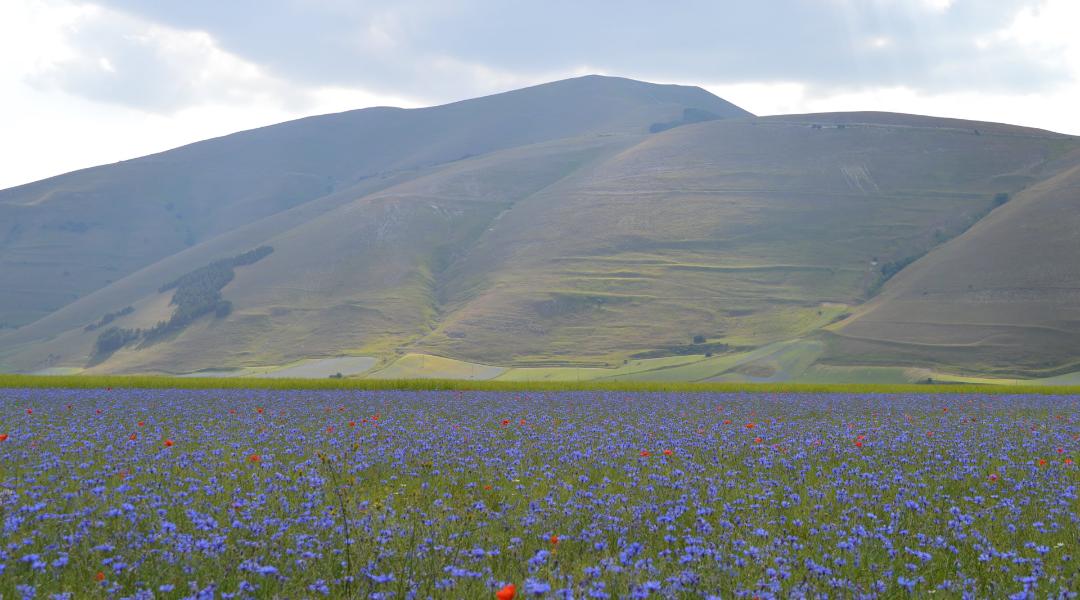 I Piani di Castelluccio di Castelluccio di Norcia