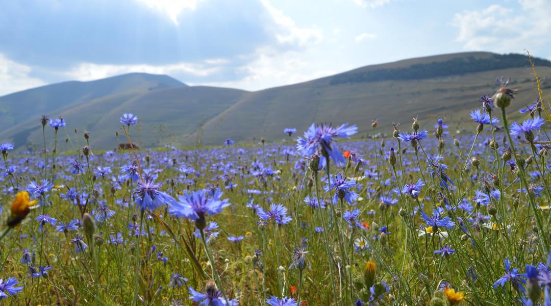 I Piani di Castelluccio di Castelluccio di Norcia