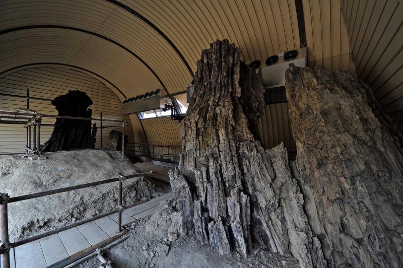Centro di Paleontologia vegetale della foresta fossile di Dunarobba