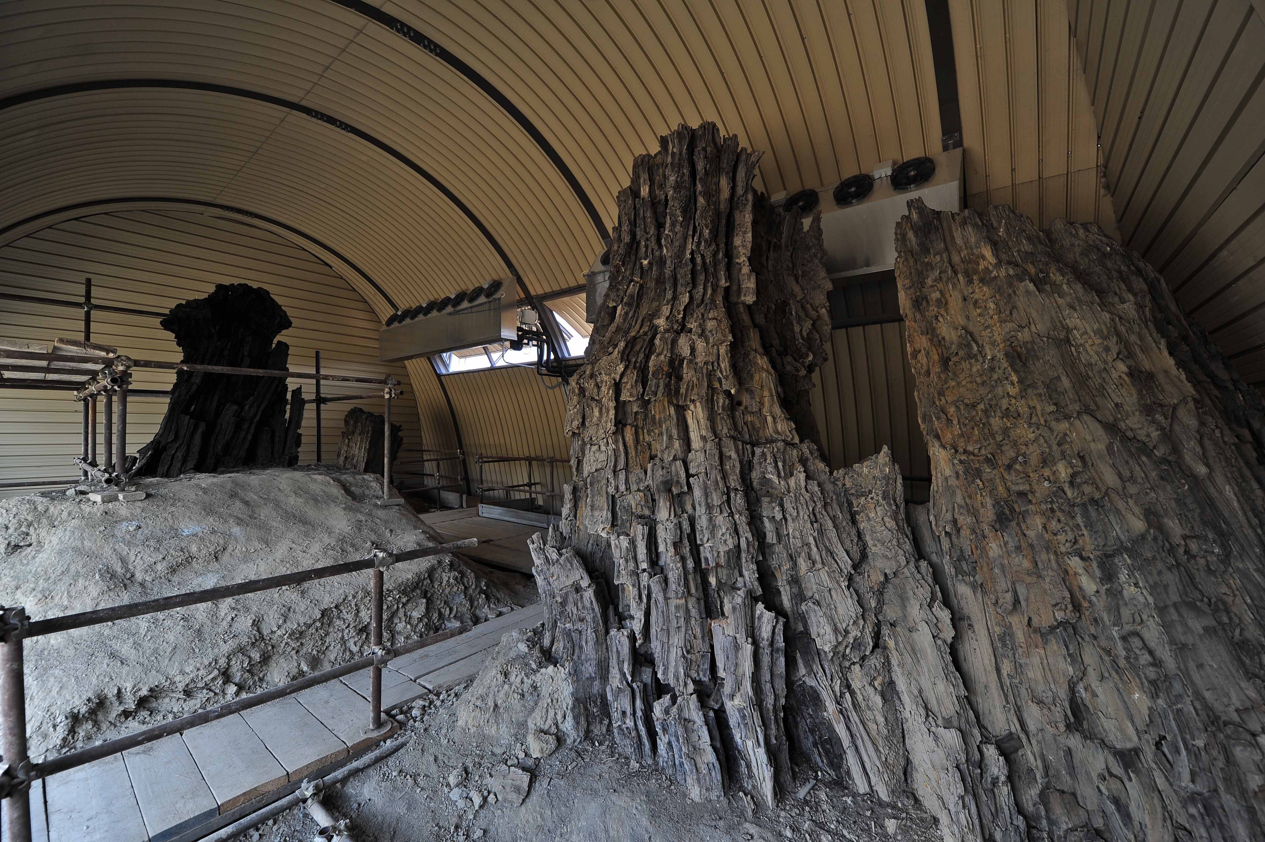 The Botanic Palaeontology Centre of the Fossil Forest in Dunarobba