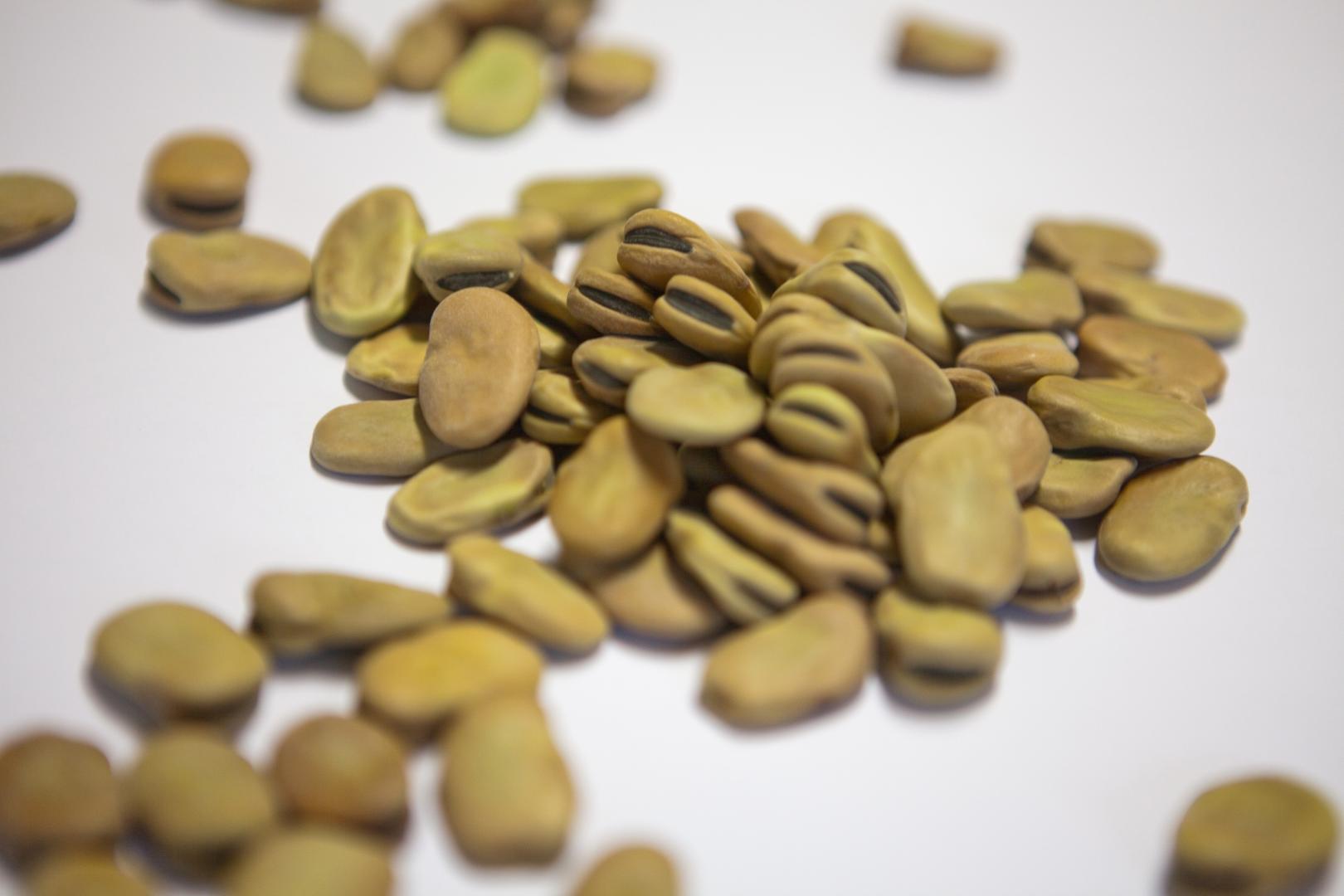 La "Fève cottòra" de l’Amerino