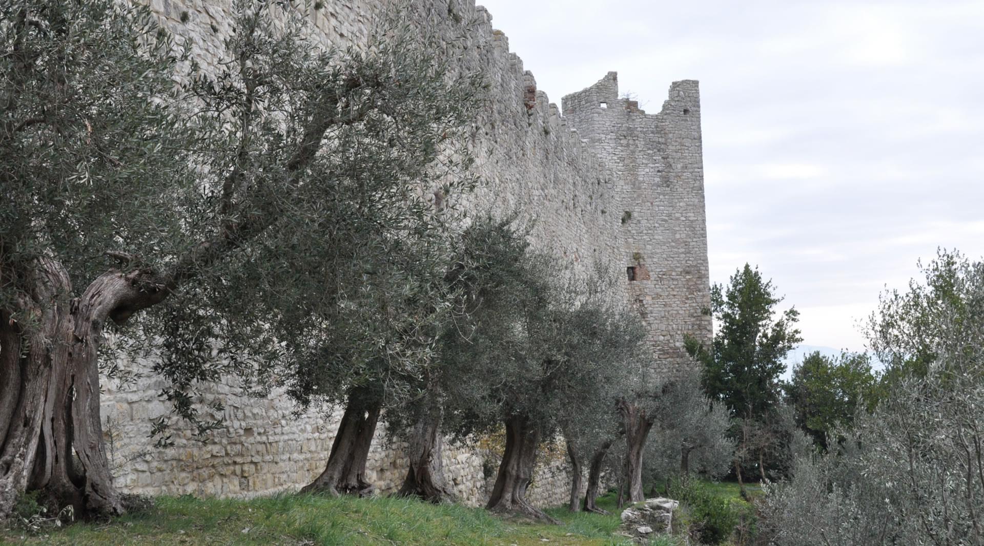 Vue extérieure du mur d'enceinte de la Rocca del Leone, avec l'une de ses tours visible à côté. Au premier plan, des oliviers centenaires ornent le paysage.