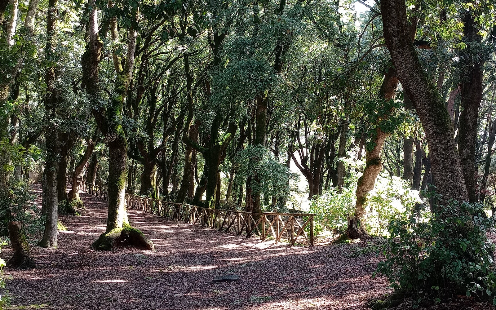 avenues of the Sacred Wood of Monteluco di Spoleto with rays of sunlight filtering through the branches of the holm oak grove in spring or summer