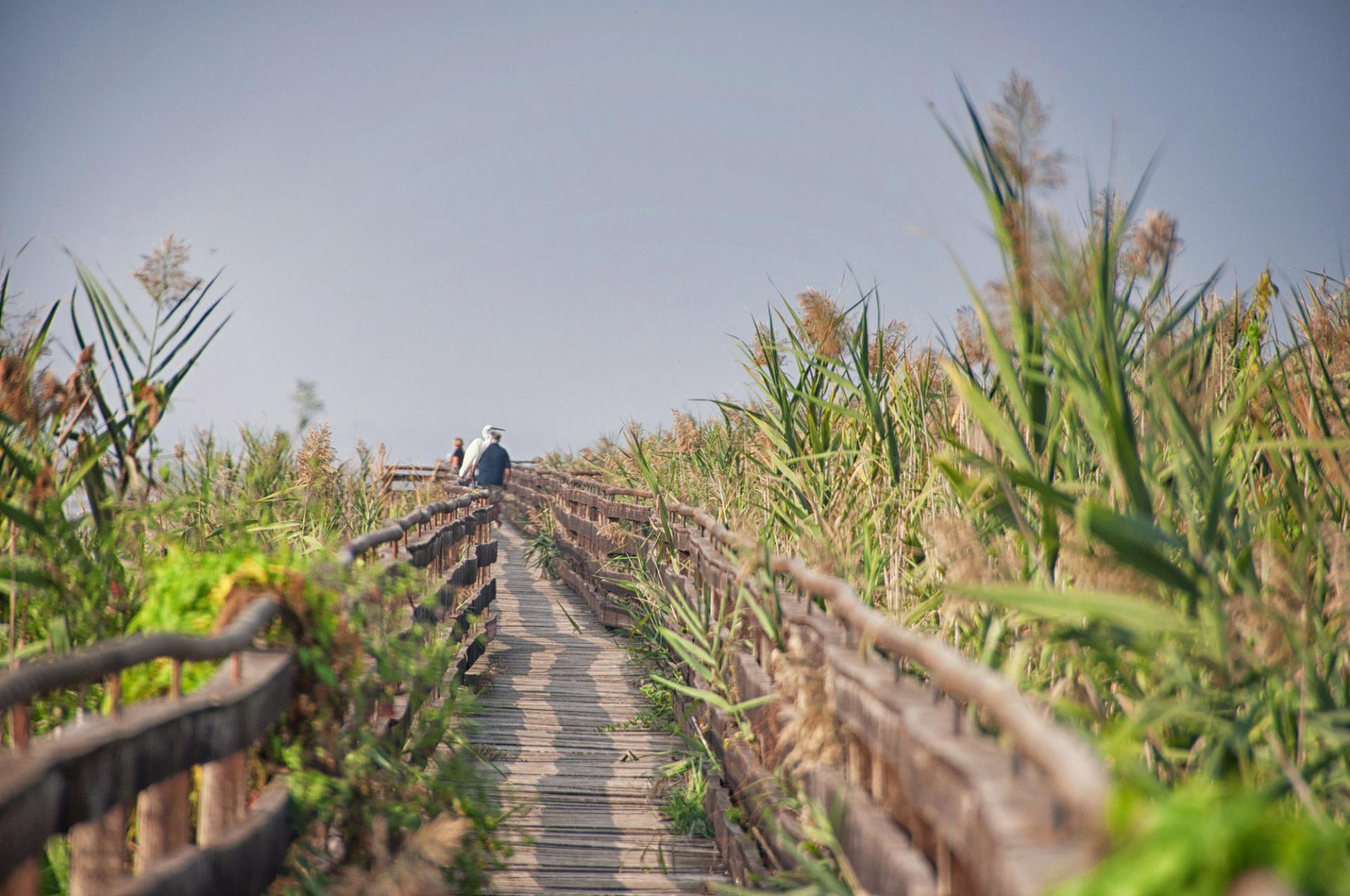 Birdwatching at Lake Trasimeno
