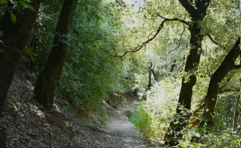 Titolo: Holm oaks in Sassovivo 