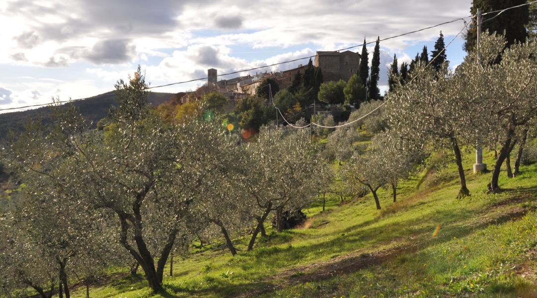 View of Collemancio with its olive groves and fortified village in the background, set among the Umbrian hills.