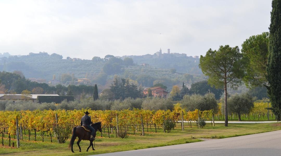 Person on horseback among autumn vineyards with panoramic view of the hilltop village of Bettona surrounded by greenery.