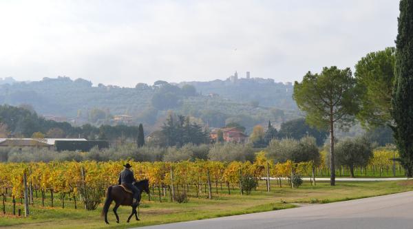  Person zu Pferd zwischen herbstlichen Weinbergen mit Panoramablick auf das Hügeldorf Bettona, umgeben von Grün. 