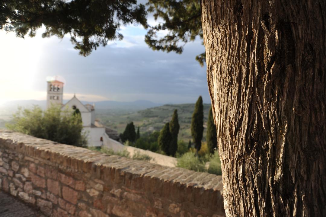 Panoramic view of Assisi with a tree trunk in the foreground and, in the background, the Basilica of Saint Francis with cypress trees and green hills