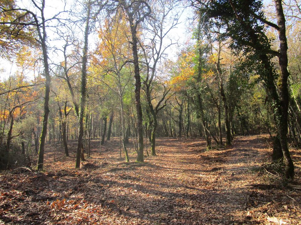 Mt. Peglia Park and the Meana Forest