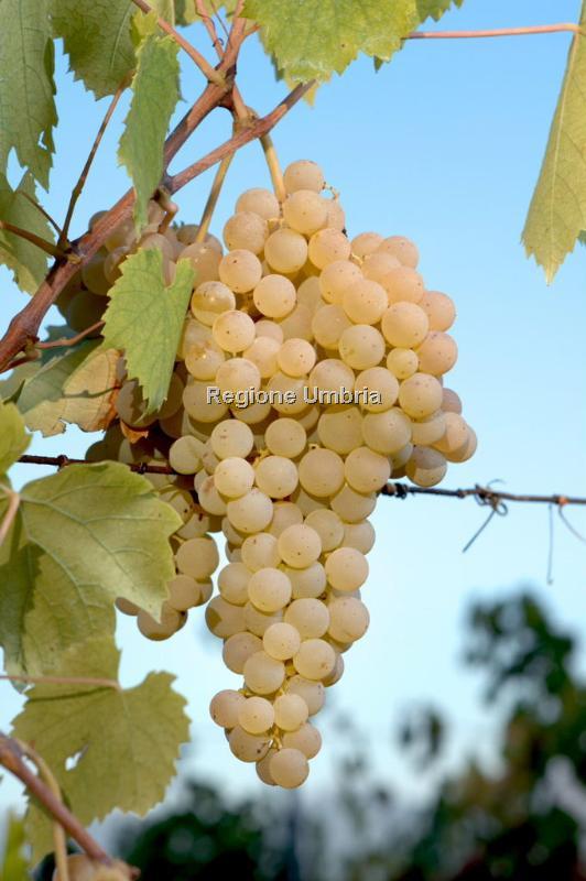 Malvasia bianca lunga