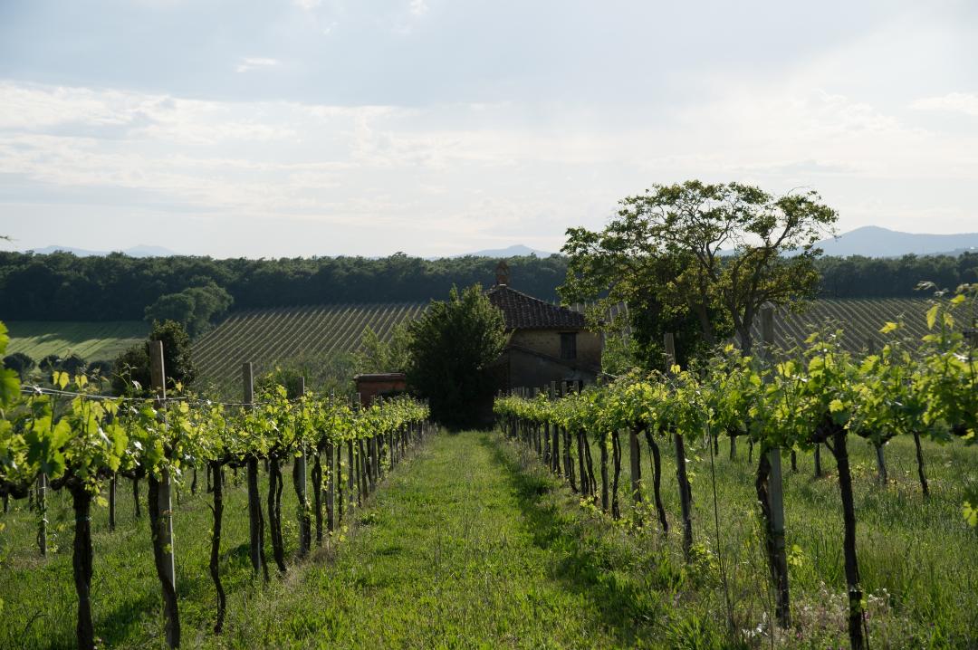 Malvasia bianca lunga