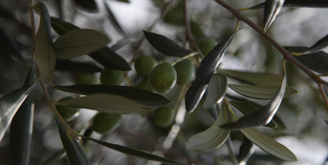 Extra-virgin Protected Designation of Origin (PDO) Umbria olive oil