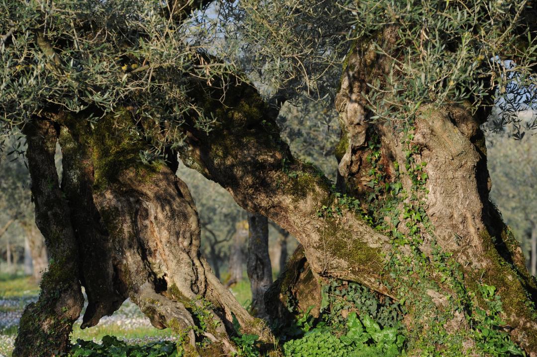 Extra-virgin Protected Designation of Origin (PDO) Umbria olive oil