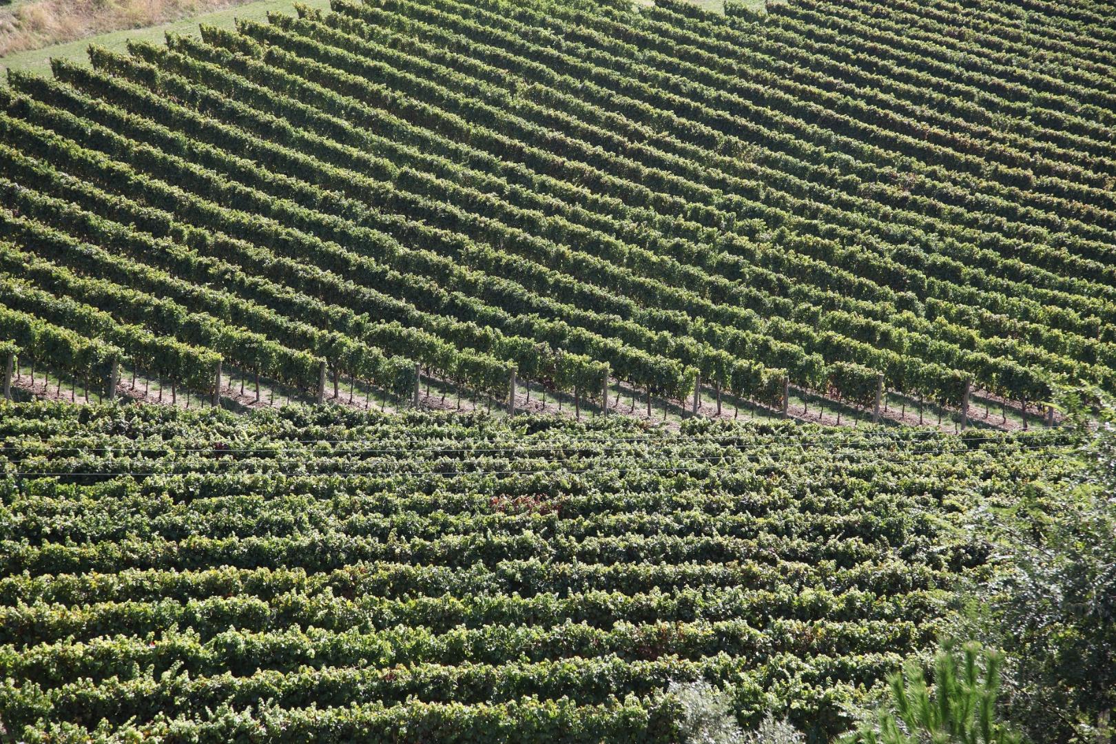 Trebbiano Toscano (o Procanico)